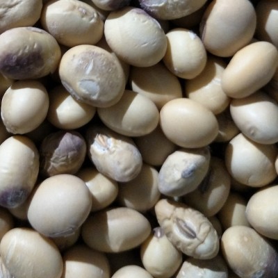 黄豆苏北黄豆 豆腐黄豆 磨豆浆黄豆 豆制品专用图2