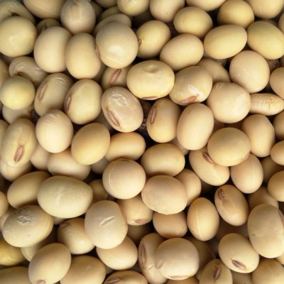 大青豆 双青豆 青皮黄豆 绿皮绿芯黄豆 磨豆浆绿黄豆农家自种图5