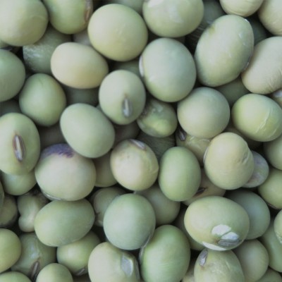 大青豆 双青豆 青皮黄豆 绿皮绿芯黄豆 磨豆浆绿黄豆农家自种图3