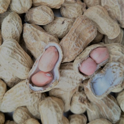 花生 新花生 花生精选海花花生果 食用花生 花生图2