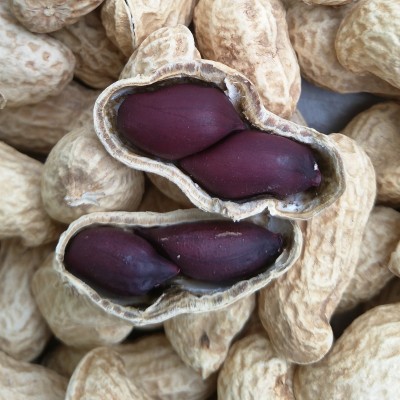 花生 新花生 花生精选海花花生果 食用花生 花生图3