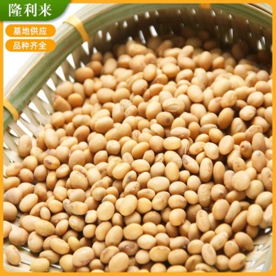 厂家供应农家自产翠扇苏北大豆 黄豆磨豆浆做豆腐苏北大豆图2