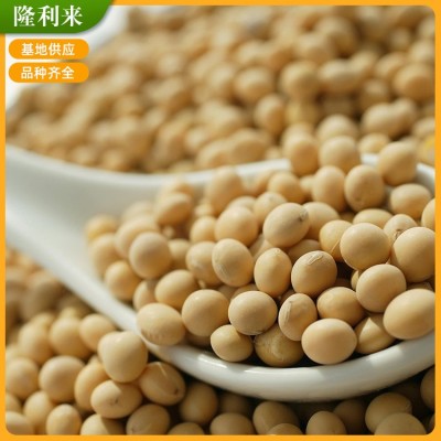 农家自产大黄豆 大黄豆打豆浆原料 农家食用黄豆图3