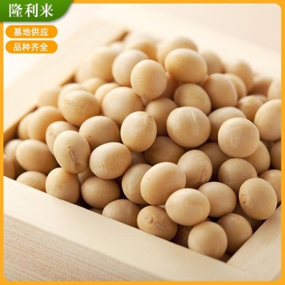【苏北大豆】五谷杂粮大黄豆 农家食用豆黄 大粒生黄豆豆浆图4