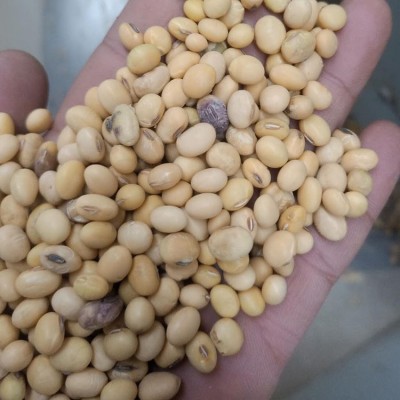 农家杂花豆 五谷杂粮大黄豆 杂花豆 现磨豆浆原料黄豆图3