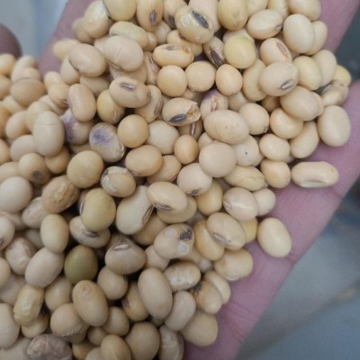 农家杂花豆 五谷杂粮大黄豆 杂花豆 现磨豆浆原料黄豆图4