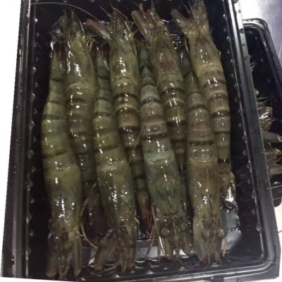 黑虎虾 活冻黑虎虾 肉质紧实 口感鲜嫩 冻厂自产自销图4