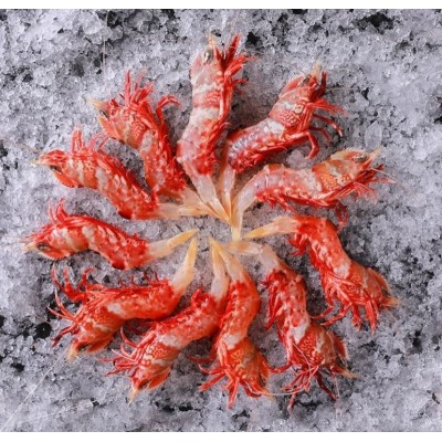 鸡冠虾 225g/盒 大头虾海虾虎虾 呛虾 海鲜水产 海虾图2