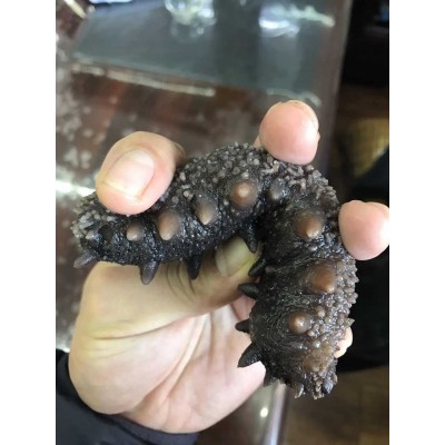 即食海参批发 大连工厂直供大连海参辽参非海参500g刺参图2