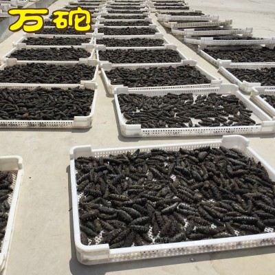 大连海参 生产厂家纯淡干海参500g辽刺参干海参可代发图4