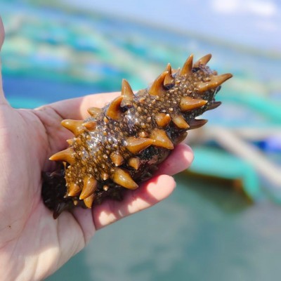 参海岸大连特产干海参500g底播淡干海参海鲜干货厂家一件代发海参图3
