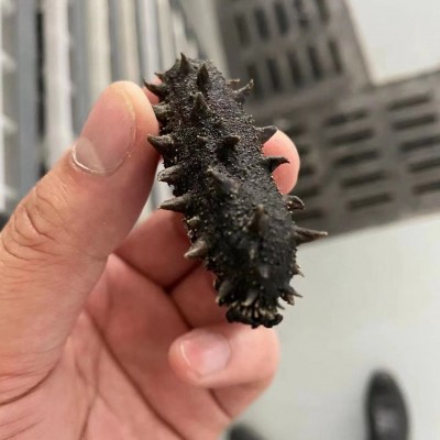 大连执中（参海岸）淡干海参非即食海参图2