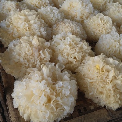 古田特产大花银耳500g 白木耳大花雪耳 无硫农家干货新货厂家批发图4
