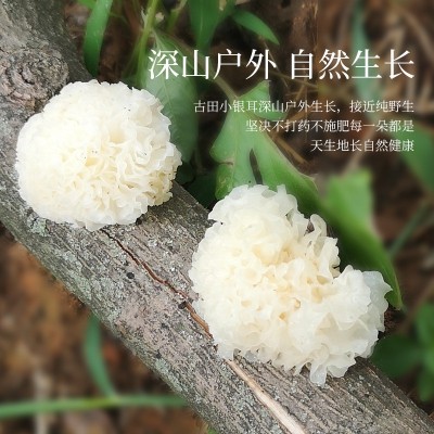 椴木小银耳500g白木耳糯耳丑耳干货无熏硫厂家直销批发图3