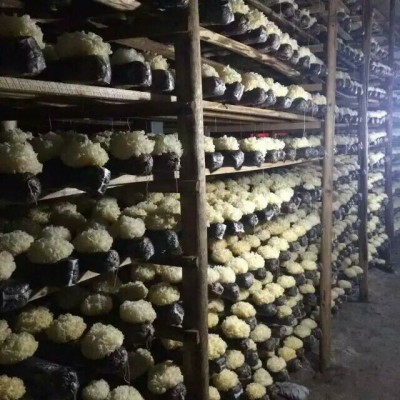 批发 古田银耳白木耳 精选糯耳 不熏硫产地直销125g图3