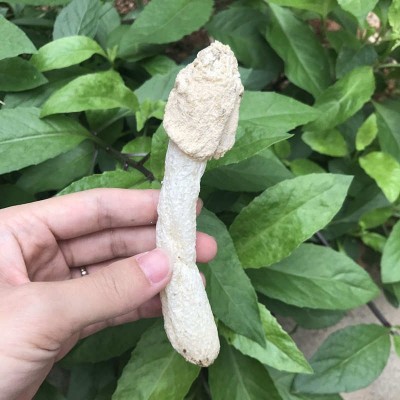 新烘烤竹荪菇蕾干货500g不开伞竹笙无裙杆子不硫熏农家货特产图4