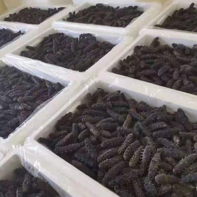 免运费大连淡干海参底播辽刺参5g一只拿样品尝海参干货批发图2