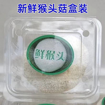 57盒/箱 现摘现发 新鲜直达 新鲜猴头菇 古田特产 不苦的猴头菇图3