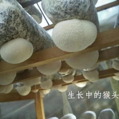 57盒/箱 现摘现发 新鲜直达 新鲜猴头菇 古田特产 不苦的猴头菇图2