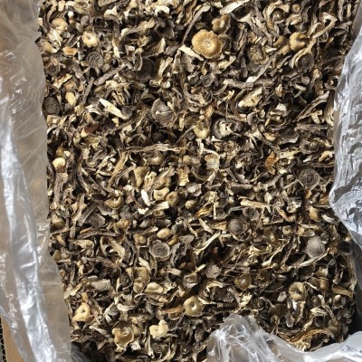 鹿茸菇断碎帽 鹿茸菌 食用菌干货批发 蘑菇 包饺子肉馅用 脆脆菇图2