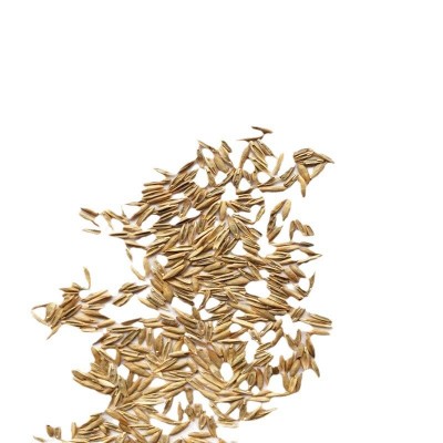 四季通用草坪草种绿化草籽批发白三叶高羊茅黑麦草猫草狗牙根种子图4