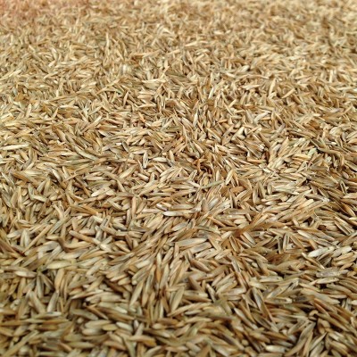 四季通用草坪草种绿化草籽批发白三叶高羊茅黑麦草猫草狗牙根种子图2