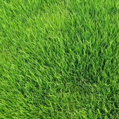 四季通用草坪草种绿化草籽批发白三叶高羊茅黑麦草猫草狗牙根种子图3