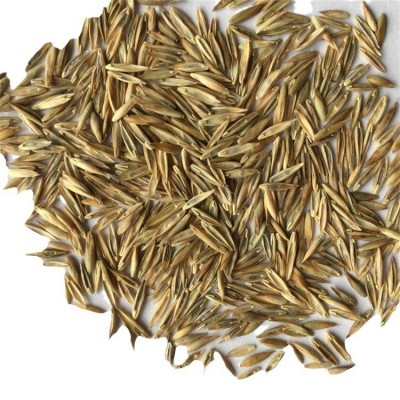 厂家批发四季通用草籽饲料耐寒牧草黑麦草猫草草种畜牧牛羊草种子图5