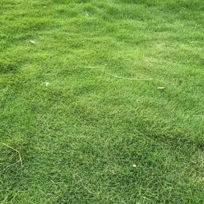 基地批发护坡王草种子护坡固土边坡绿化耐寒耐旱绿化四季常青草籽图5