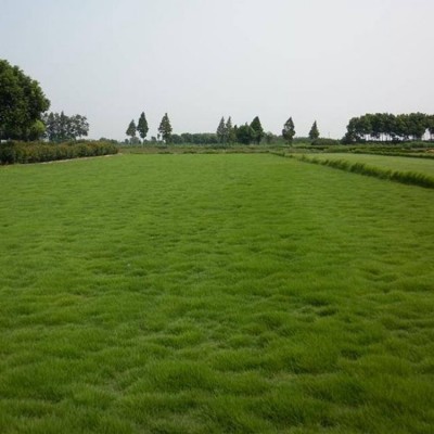 基地批发护坡王草种子护坡固土边坡绿化耐寒耐旱绿化四季常青草籽图3