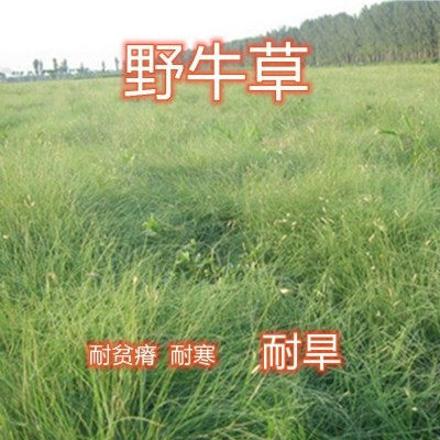 野牛草种子草坪种子绿化护坡耐旱耐践踏耐寒野牛草草坪种籽图2