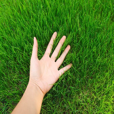 绿化草坪种子高羊茅黑麦草籽狗牙根早熟禾护坡四季青三叶草种耐踏图3