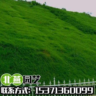 绿化草坪种子高羊茅黑麦草籽狗牙根早熟禾护坡四季青三叶草种耐踏图2