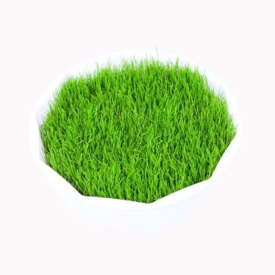 绿化草坪种子高羊茅黑麦草籽狗牙根早熟禾护坡四季青三叶草种耐踏图5