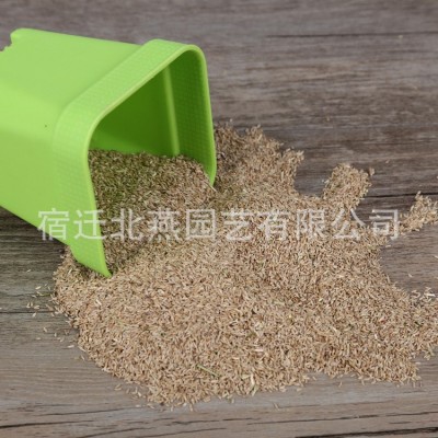 护坡草坪种子狗牙根草籽多年生黑麦草种子工程绿化耐践踏混播草坪图4