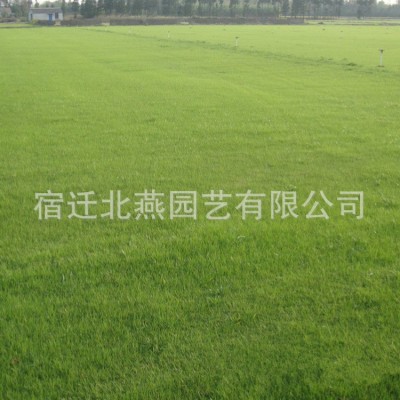 护坡草坪种子狗牙根草籽多年生黑麦草种子工程绿化耐践踏混播草坪图2