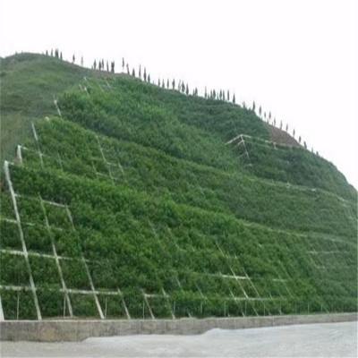 草坪草籽四季常青庭院绿化地毯草种子护坡狗牙根百慕大黑麦草皮孑图3