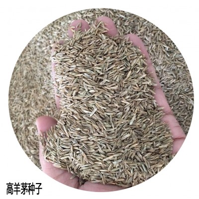 草坪草籽四季常青庭院绿化地毯草种子护坡狗牙根百慕大黑麦草皮孑图5