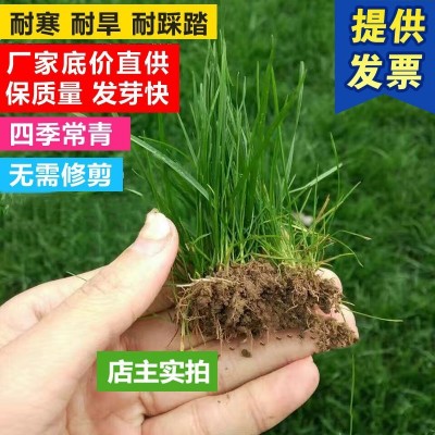 草坪种子庭院别墅耐寒四季青免修剪草皮草籽护坡黑麦草绿化草籽图5