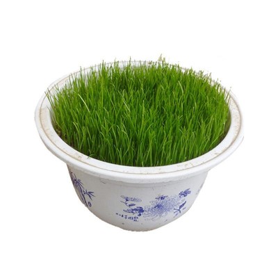 草坪种子庭院别墅耐寒四季青免修剪草皮草籽护坡黑麦草绿化草籽图4