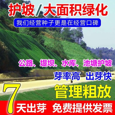 草坪种子庭院别墅耐寒四季青免修剪草皮草籽护坡黑麦草绿化草籽图2