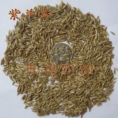 紫羊茅草籽草坪种子 护坡绿化专用耐寒耐践踏 庭院林下观赏草坪籽图2