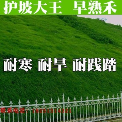 绿化草坪种四季青种高羊茅籽黑麦草狗牙根籽早熟禾三叶草护坡草子图2