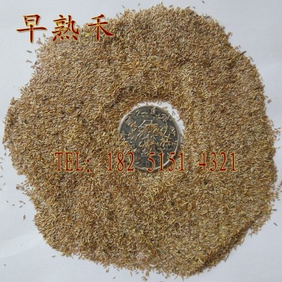 绿化草坪种四季青种高羊茅籽黑麦草狗牙根籽早熟禾三叶草护坡草子图4