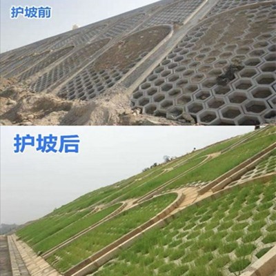 批发草坪种子草籽护坡绿化固土四季常青高羊茅黑麦草狗牙根草种籽图3