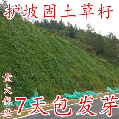 批发草坪种子草籽护坡绿化固土四季常青高羊茅黑麦草狗牙根草种籽图2