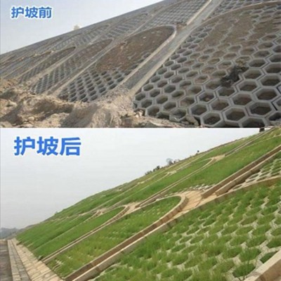 护坡草种子矿山边坡公路铁路河堤耐旱耐寒耐旱快速复绿喷播草种籽图3