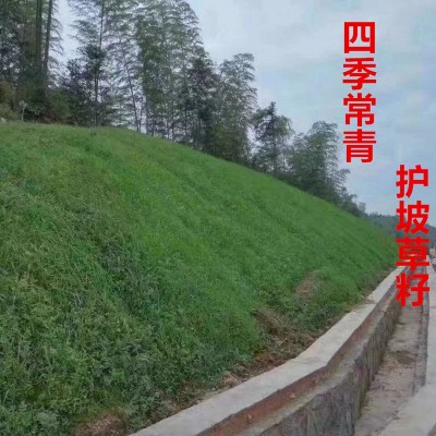 四季青草种子绿化工程草籽狗牙根草坪种子护坡高羊茅复绿黑麦草图3