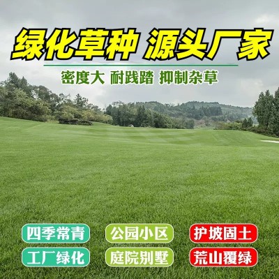 四季青草种子绿化工程草籽狗牙根草坪种子护坡高羊茅复绿黑麦草图2