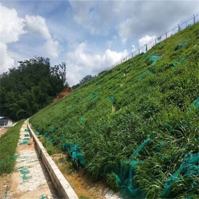 四季青草种子绿化工程草籽狗牙根草坪种子护坡高羊茅复绿黑麦草图4